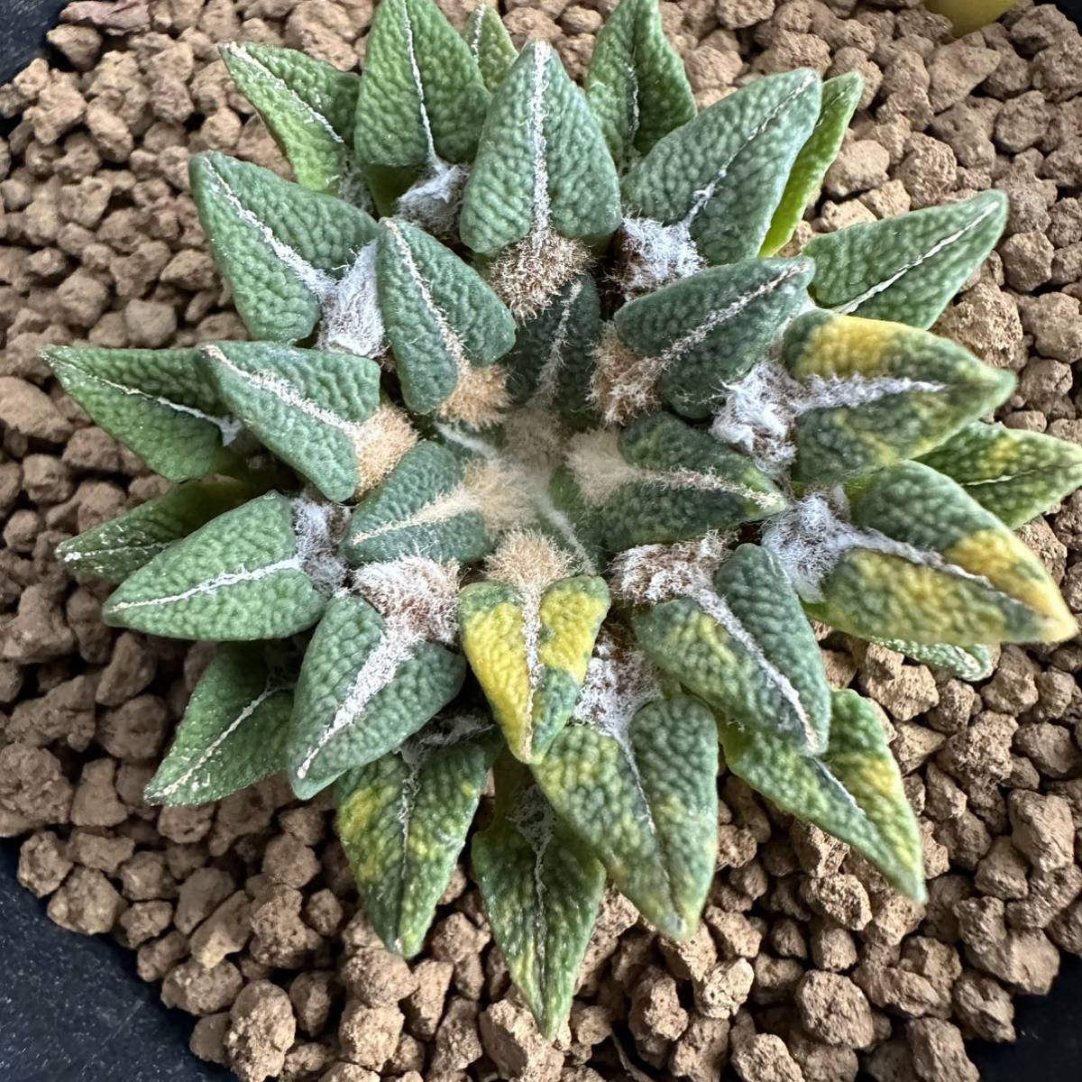 安いそれに目立つ 多肉植物,同梱ふんわり樣専用出品 植物/観葉植物
