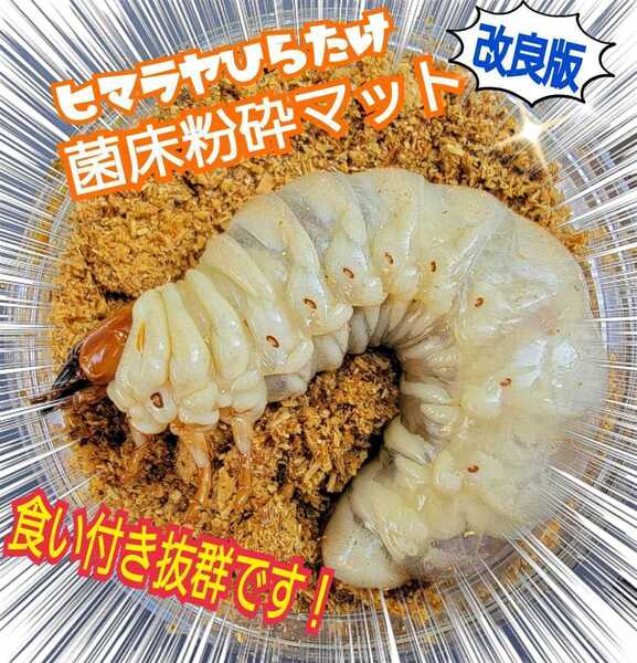 【改良版】ヒマラヤひらたけ菌床クワガタマット☆瓶やプリンカップに詰めるだけ!オオクワ、ニジイロ、ヒラタ、ノコギリ幼虫が大きくなる!