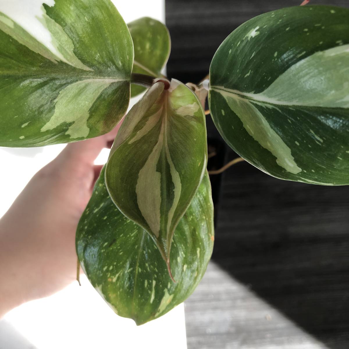 ヤフオク! -「フィロデンドロン」(モンステラ) (観葉植物)の落札相場