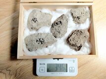 【 メタセコイア 球果 レア 】新生代第三紀 200万年前 化石 東京都 八王子市 美品 木箱 箱付き レア 貴重 346g_画像2