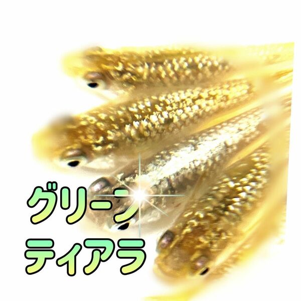 グリーンティアラ 強ラメ めだか卵 40個 ＋α 有精卵 