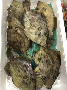 カワハギ 5kg (1kg 約３～５尾) かわはぎ 刺身 みそ汁ちり トマト煮込み 塩焼き 唐揚げ