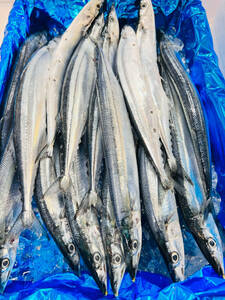  Hokkaido production raw san . saury 15 tail autumn sword fish seafood fish roasting fish 