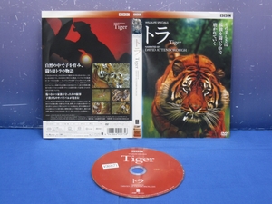 K9　レンタル落ち BBCワイルドライフ・スぺシャル トラ 狩猟の覇者 DVD