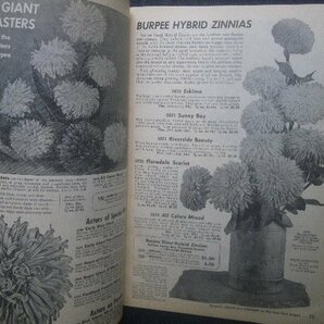 1953年 Burpee Seeds 百日草 ジニア 花・植物 種子 園芸/フルーツ/野菜/果物 植物画/農業用品 ヴィンテージ アメリカ・カタログの画像2