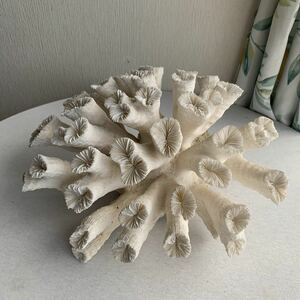 .. large coral natural .. width some 35cm height approximately 18cm