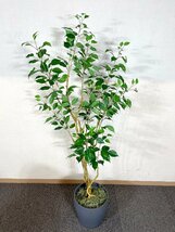 ★直接引き取り限定★BR3395_Kh◆モデルR展示品◆フェイクグリーン◆人口観葉植物◆全体：W700 Ｈ1540 D700 鉢：H260 φ270　破損あり_画像3