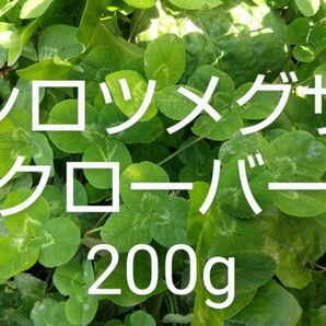 シロツメクサ(クローバー)約200g 新鮮　農薬不使用