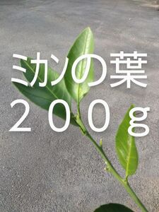 みかんの葉小枝付き　 約200g 新鮮 農薬不使用