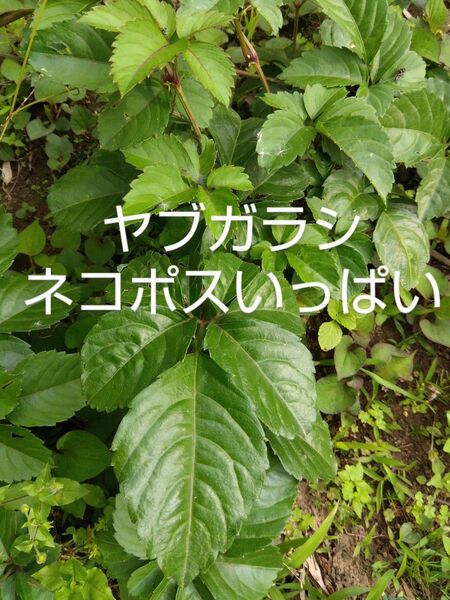 ヤブガラシ ネコポスいっぱい 新鮮 農薬不使用