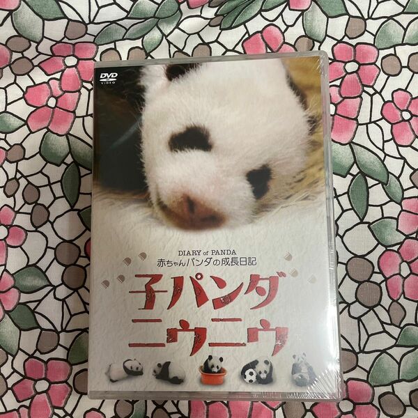 子パンダ　ニゥニゥ　赤ちゃんパンダの成長日記
