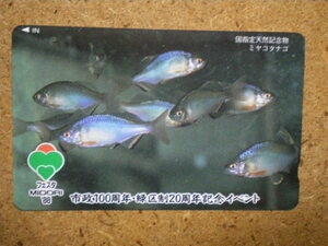 doub* fish miyakotanago country designation natural memory thing green district system 20 anniversary commemoration telephone card 