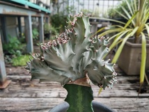 【ユーフォルビア・ラクティア・マハラジャ＊Euphorbia lactea＊ユウヤケサンゴ＊】02★写真現品＊ポットごと発送★_画像1