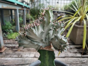 【ユーフォルビア・ラクティア・マハラジャ＊Euphorbia lactea＊ユウヤケサンゴ＊】02★写真現品＊ポットごと発送★