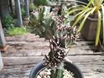 【ユーフォルビア・ラクティア・マハラジャ＊Euphorbia lactea＊ユウヤケサンゴ＊】02★写真現品＊ポットごと発送★_画像5