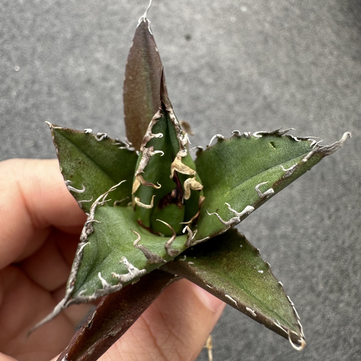 JChere雅虎拍卖代购:Z3 【パンダ園芸】アガベ 多肉植物 チタノタ