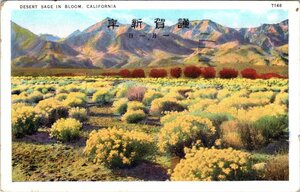 3756★戦前 絵葉書 DESERT SAGE IN BLOOM CALIFORNIA★エンタイア　ロサンゼルス 岐阜県 Los Angeles CALIF DEO.31 1937 WASHINGTON 3切手