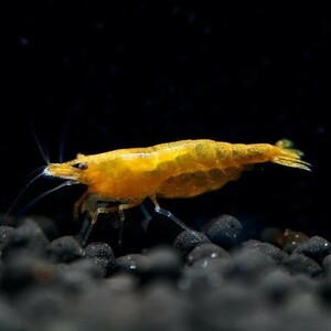 **. tail ..** orange Cherry shrimp 30 pcs 