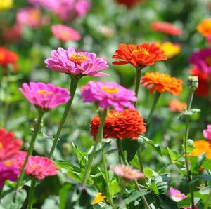 切花できる百日草花色ミックスの種30粒