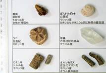 隕石・鉱物・化石１２種コレクション_画像4