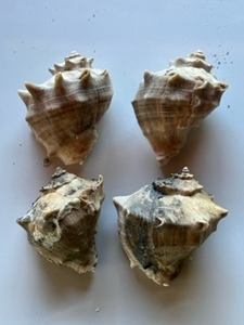 ④オシャレな貝殻☆ニシ貝　瀬戸内海産　水槽や、インテリア、置き物、アート、加工品に
