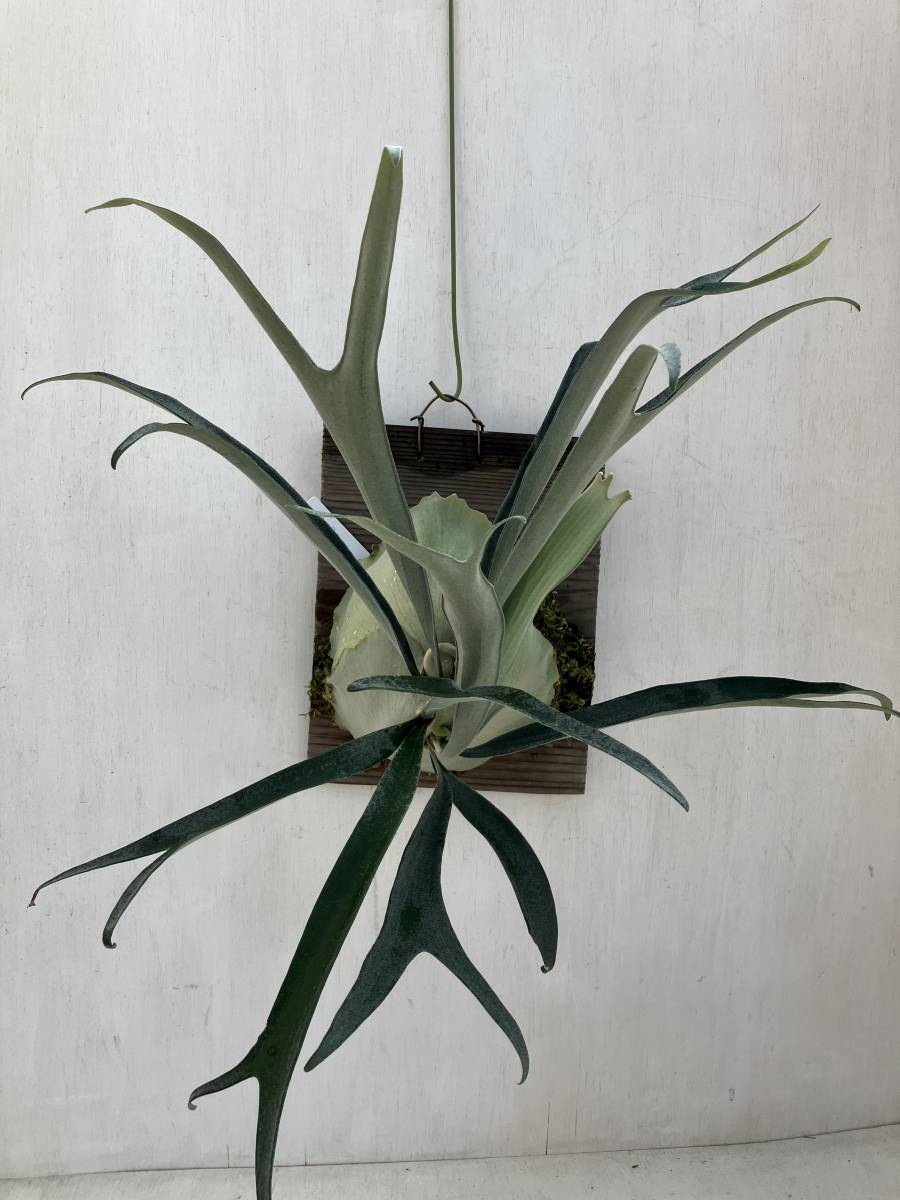 ヤフオク! -「blue」(ビカクシダ、コウモリラン) (観葉植物)の落札相場