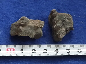 日本の化石　ナチコプシス、マーチソニア　９３０４UY