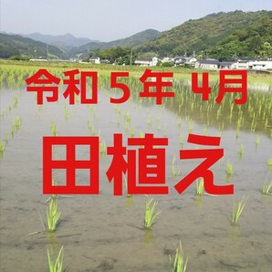 送料込み 令和5年産 高知県産 新米コシヒカリ 玄米20㎏(袋込み)の画像2