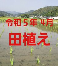 送料込み 令和5年産 高知県産 新米コシヒカリ 玄米25㎏(袋込み)_画像2