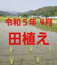 送料込み 令和5年産 高知県産 新米コシヒカリ 玄米20㎏(袋込み)_画像2