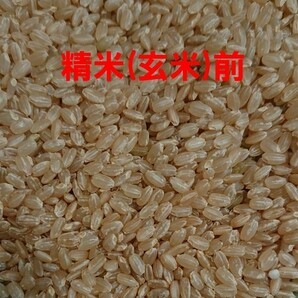 送料込み 令和5年産 高知県産 新米コシヒカリ 玄米30㎏(袋込み)の画像5