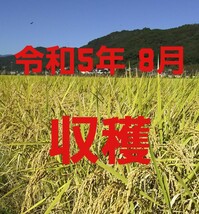 送料込み 令和5年産 高知県産 新米コシヒカリ 玄米10㎏(袋込み)_画像3