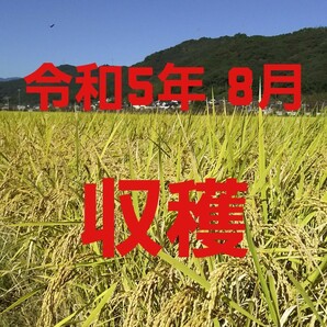 送料込み 令和5年産 高知県産 新米コシヒカリ 籾殻5㎏(袋込み)の画像3