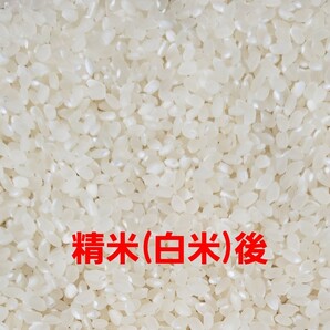 送料込み 令和5年産 高知県産 新米コシヒカリ 玄米10㎏(袋込み)の画像6
