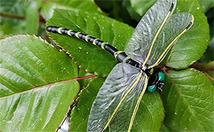 1匹 6cm級 オニヤンマ トンボ 安全ピン付き 昆虫 動物 虫除け おにやんま 蜻蛉 模型 家 おもちゃ リアル PVC インテリア フィギュア_画像8