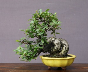 ( stock ) one .. pillar can sa shohin bonsai |..20 year 