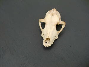  Skull small animals head . under . less Haku bisin? asian racoon?. tooth specimen materials research collection long-term storage head cover . objet d'art 