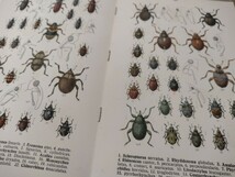 ドイツの甲虫図鑑 Fauna Germanica. Die Kafer des Deutschen Reiches. Nach den analytischen Methoden bearbeitet. V. Band. 1916_画像8