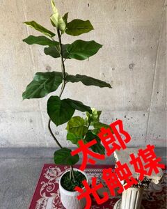 光触媒　人工観葉植物　ウォールグリーン　フェイクグリーン　ダブルウンベラータ115