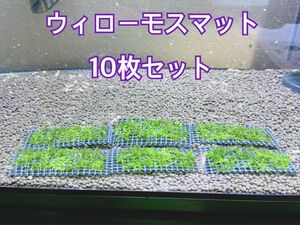 そのまま使えるウィローモス 6cm×4cm 10枚セット　南米ウィローモス無農薬　24時間以内配送