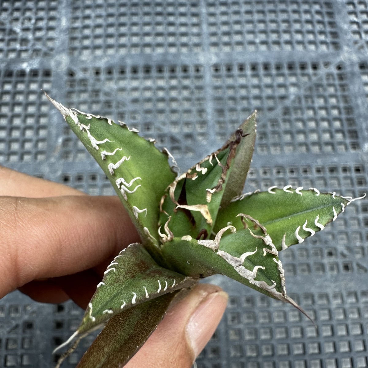 アガベ チタノタ 多肉植物 フィリグリー圓葉拇指 極上株 発根済み