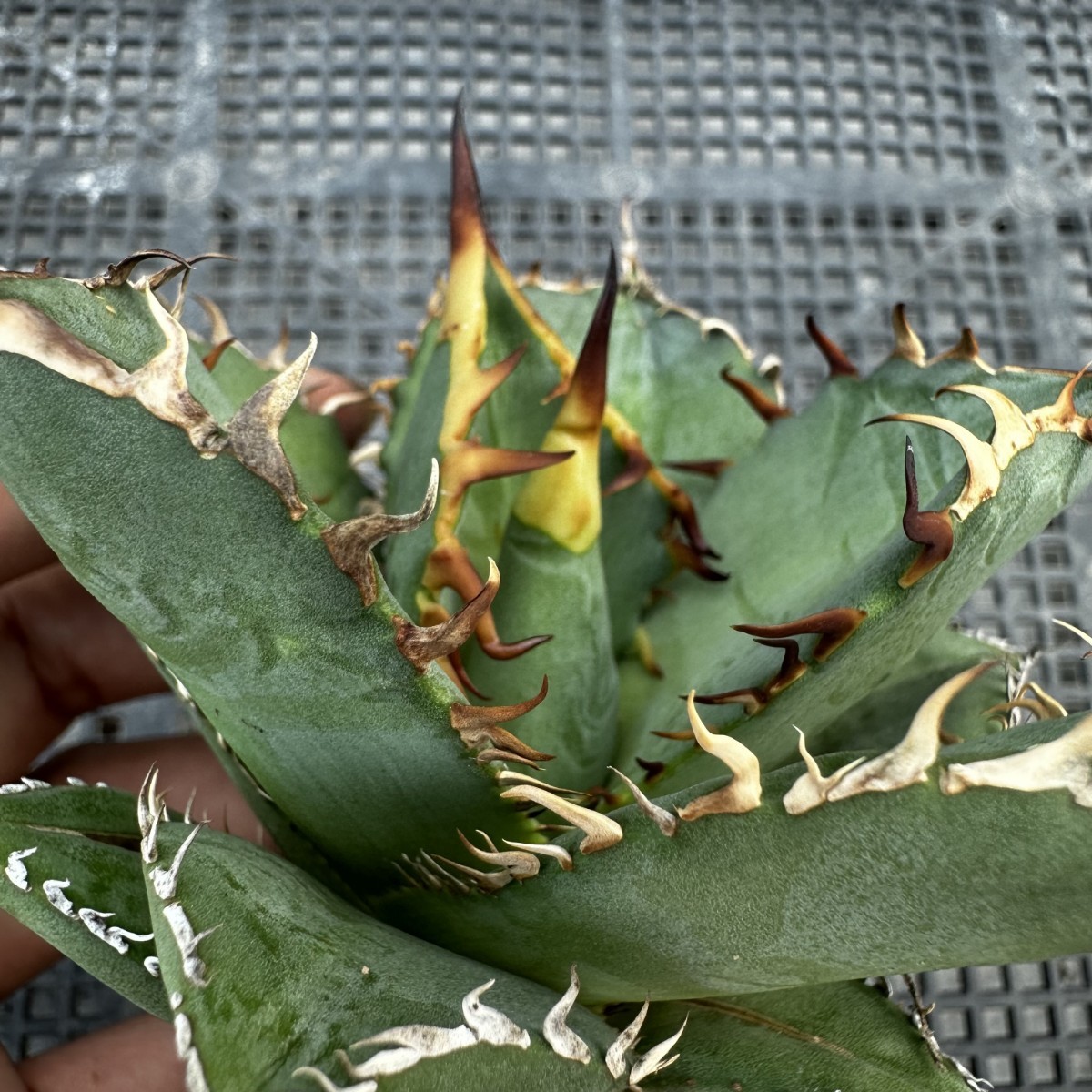 35S 多肉植物アガベチタノタ霸王竜強棘極上株発根済み| JChere雅虎拍卖代购