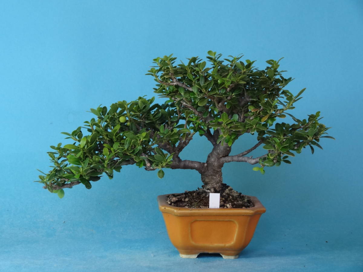 2023年最新】ヤフオク! -ミニ盆栽鉢(花、園芸)の中古品・新品・未使用 ...