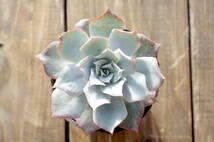 【レア原種】エケベリア ロザノイ Echeveria lozanoi 原種 多肉植物 自家繁殖苗 _画像5