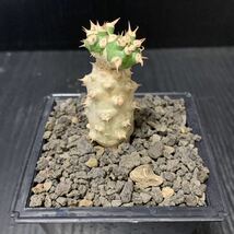 ユーフォルビア トム Euphorbia tom ベネニフィカ×ギムノカリキオイデス 交配種 検)ベネニフィカ ギムノカリキオイデス サピニー ホリダ_画像3