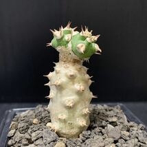 ユーフォルビア トム Euphorbia tom ベネニフィカ×ギムノカリキオイデス 交配種 検)ベネニフィカ ギムノカリキオイデス サピニー ホリダ_画像2