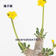 ☆☆ NAY23-283【自家採種実生苗】パキポディウム　タッキー x ブレビカウレ 　 Pachypodium hyb_画像3