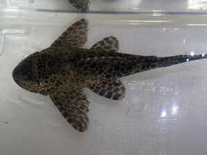 １０匹 セルフィンプレコ ３から５ＣＭ SMサイズ 淡水魚 熱帯魚 生体 即決 ８０サイズ関東送料８７３円