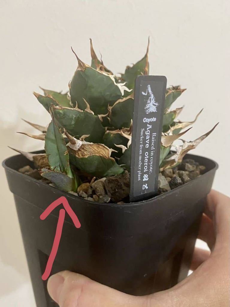 ヤフオク! -「plants」(アガベ) (観葉植物)の落札相場・落札価格