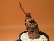 23 Cyphostemma junceum キフォステンマ サボテン 多肉植物　塊根　コーデックス 塊茎_画像5